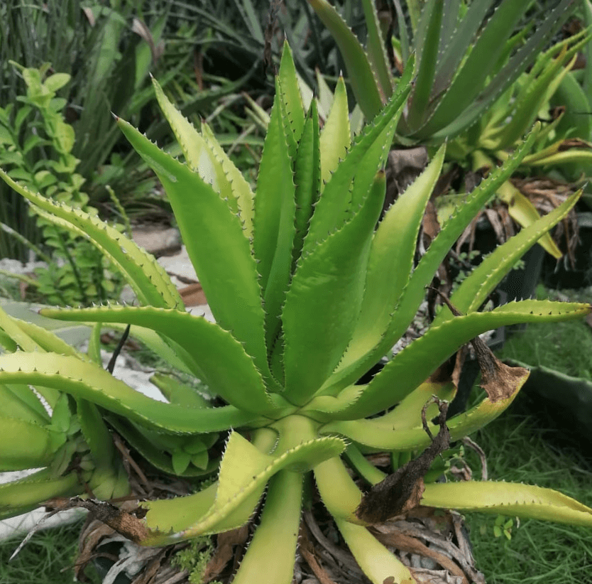 Agave sp. nov. tabasco